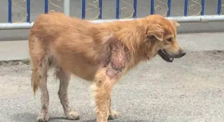 流浪狗一直守在小区门口不肯离开，路人上前一看潸然泪下