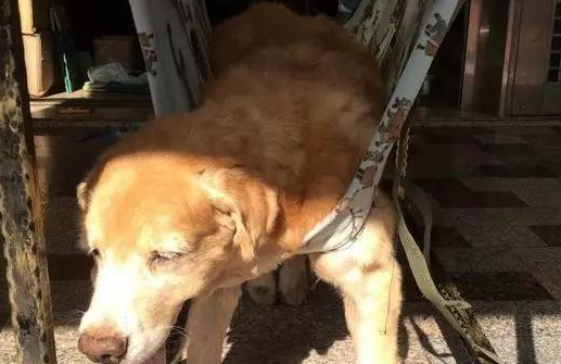 14岁黄金猎犬瘫痪，爸爸推爱心轮椅散步，不离不弃！