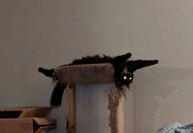 看起来乖巧的猫咪其实还有另一面，被抓拍时的表情好像怪物附体