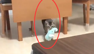 宠主吐槽称，家里的柴犬和猫咪，性格被调换了，网友：是猫太强