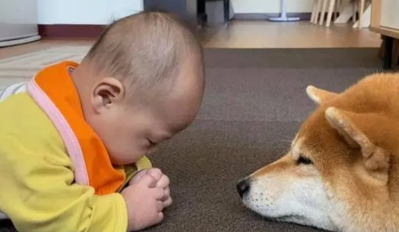 傲娇柴犬一见到婴儿就变贴心“狗保姆”，狗狗这是母爱大发啊！