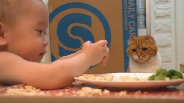 吃货猫咪看到宝宝“玩”食物，做出的反应令人笑喷