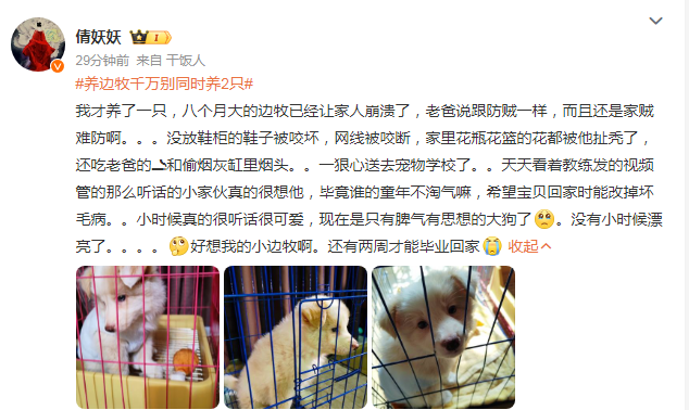 养边牧千万别同时养2只，否则你的智商真的不敌它俩