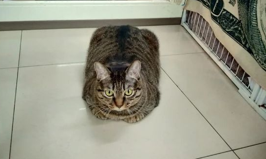 主人发现猫咪越长越“方”，大家原本不信，一看照片全笑翻