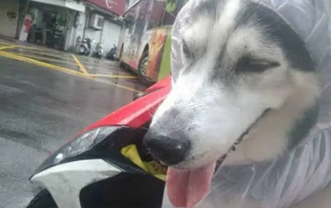 哈士奇穿雨衣兜风，结果回家看见这黄色的东西，主人当场崩溃