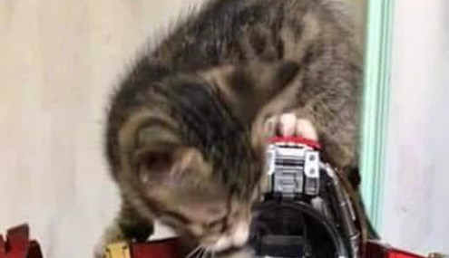 猫咪钻进钢铁侠盔甲，感觉还挺像回事，网友：钢铁喵喵侠已上线 