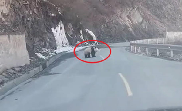 男子公路上偶遇大熊猫，称比中奖还开心，官方提醒：别打扰它