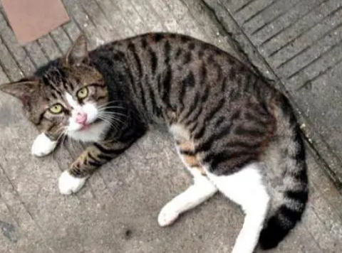 流浪猫被收养后火到国外！只因玩逗猫棒时的表情太“沙雕”