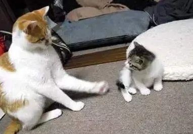 小猫咪行动太慢，“虎妈”猫咪上线，直接出爪推小猫：你太慢了！