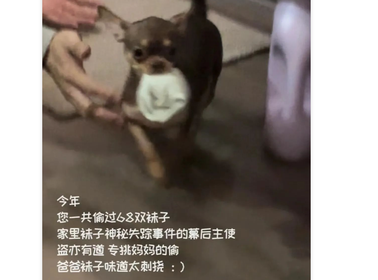网友晒给狗子做的年终总结，每一条都超有创意，快来学习学习！