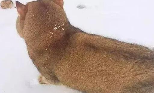 雪地出现一只柴犬？走近一看被它萌到，网友：胖成柴犬了！ 