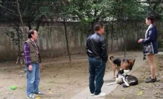 成都一只哈士奇拆家遭毒打捆绑丢小区，网友：太残忍了！ 