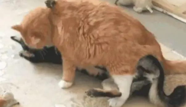 二哈和橘猫的对决，一秒就被干翻的一定不会是橘猫，那么……