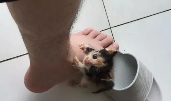 猫咪身体太小，猫妈搬家时丢下它，小伙捡回家精心喂养