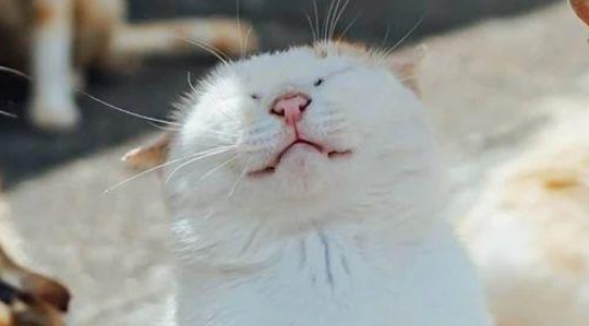 猫咪为表演“飞猫在天”，直接把同伴当垫脚石，还有一群看热闹的~