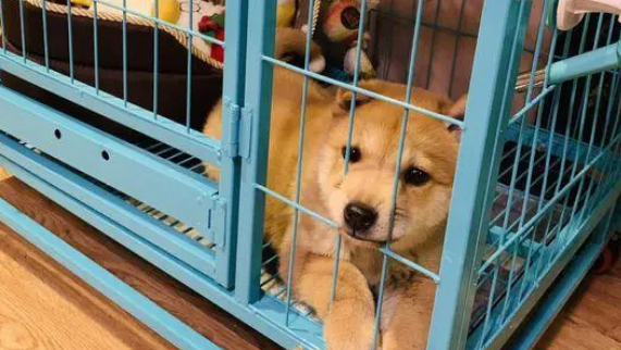 家里有人时柴犬可以自由玩耍，若无人它只能被关在笼子里面