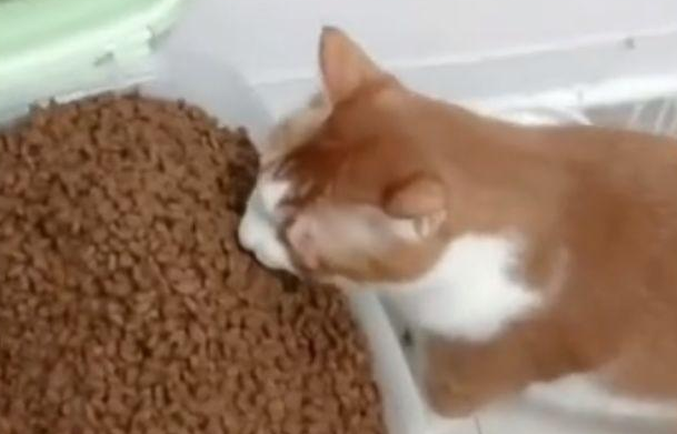 橘猫太贪吃导致发胖,吃着碗里看着锅里,真是让人很想笑