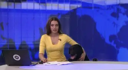 狗狗抢新闻主持人饭碗，闯进直播间端坐，美女主持人蒙圈