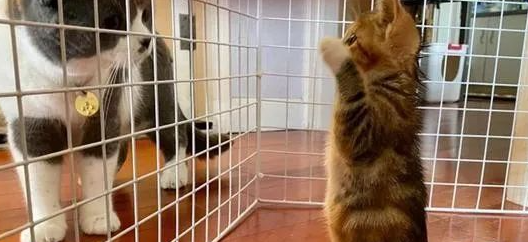 铲屎官担心小猫被欺负，没成想初见面它就礼数周全：先巴结大佬