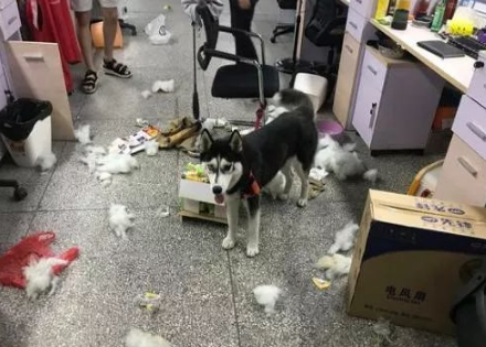捡到一个二哈实在受不了，求赶紧领回去，网友：好不容易扔了 