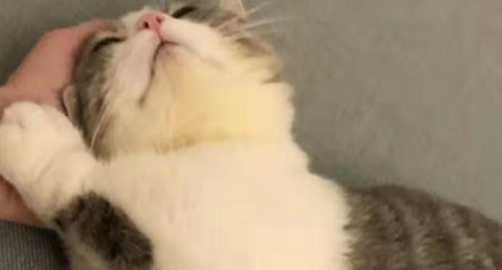 你的猫是个偷窥狂，特别喜欢偷看你洗澡、上厕所 