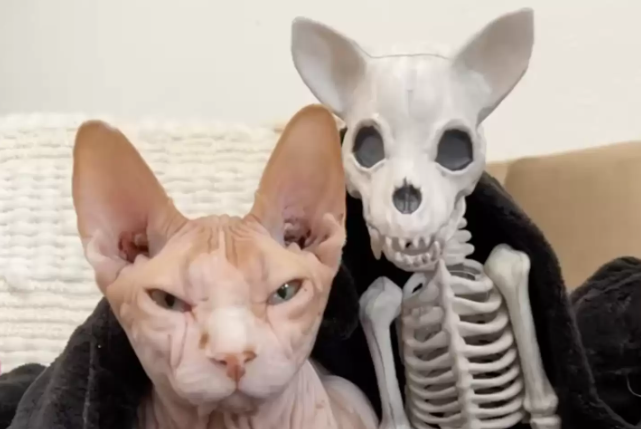 猫咪对新买的万圣节猫咪骨架装饰情有独钟，非要跑过去舔毛
