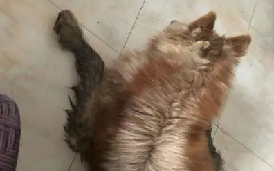 家门口被流浪狗堵住，体型巨大的阿拉斯加犬
