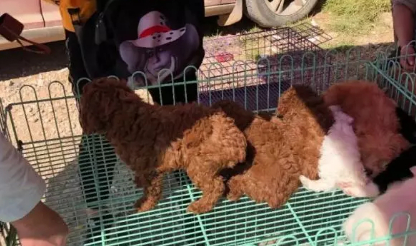这么便宜的金毛居然没人买，萨摩和金毛一样便宜，怎么回事呢