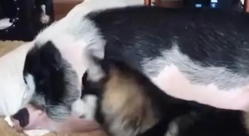 二哈想叫醒睡懒觉的宠物猪，看到它的叫醒方式，让网友都笑喷