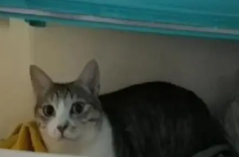 猫咪只爱睡床柜，不给睡会“哭”一整晚，关柜门的方式让主人佩服