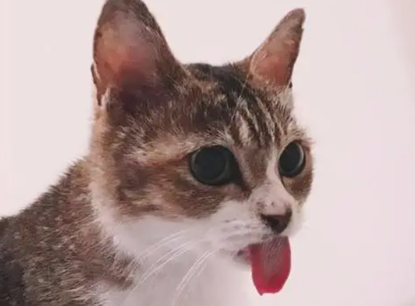 猫咪舔毛忘记收回舌头，主人担心猫咪舌头会干，忍不住出言提醒