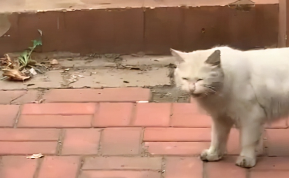 天津女子偶遇喂过的流浪猫，被带回猫窝后看到惊喜一幕：当妈了