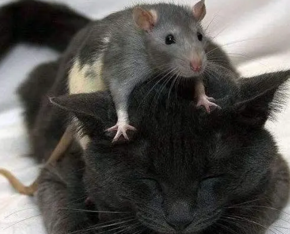 老鼠偷吃猫咪的饭，猫咪却转头求助主人，主人顿时哭笑不得