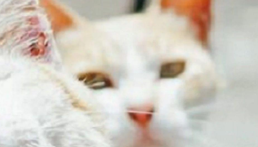猫咪为表演“飞猫在天”，直接把同伴当垫脚石，还有一群看热闹的~