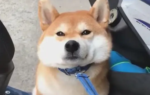 傲娇柴犬一见到婴儿就变贴心“狗保姆”，狗狗这是母爱大发啊！