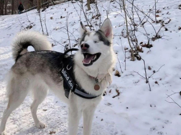 这只哈士奇双目失明，但是在下雪的时候它感受到了超乎寻常的快乐