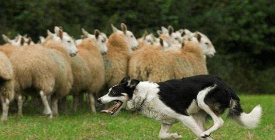 4只牧羊犬护送上万头羊回笼，这场面太壮观了，天生的领导者！