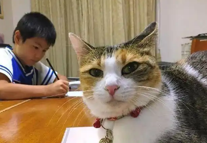 吸猫成瘾，男孩虽被猫挠，却自制神器，坚持吸猫