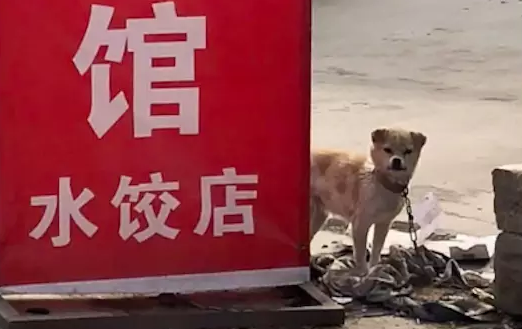 狗肉馆的招牌下，一只狗狗拼命咬着自己的铁链，想要与命运抗争！ 