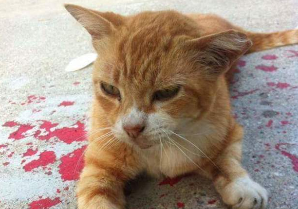 路上惊现死亡猫咪，网友哭着走近查看，却让人跌破眼镜！