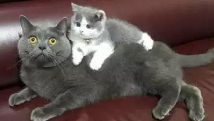 小奶猫刚到家，就趴在蓝猫背上不愿下来，蓝猫的表情亮了