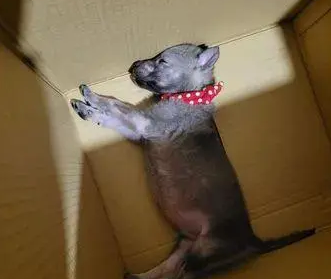 小狼犬调皮被关禁闭，可不到五分钟它就四肢僵硬……铲屎官差点吓哭