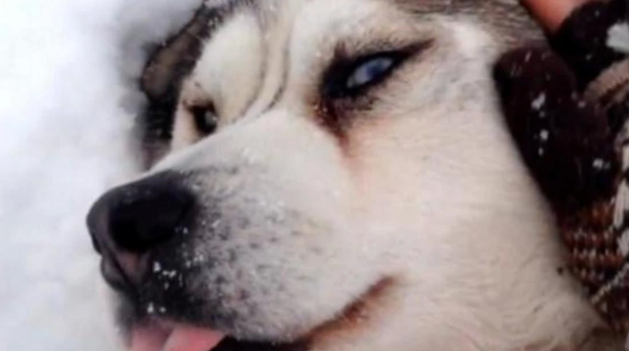 哈士奇躺在雪地里不动，宠主连忙上前查看，结果却被二哈逗乐