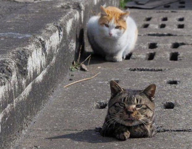 猫卡墙里20天瘦8斤，胖救了它一命...但说好的猫是液体呢？