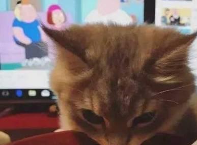 猫咪看见自家主人吃泡面，闻了闻之后一脸的担忧：你就吃这啊？