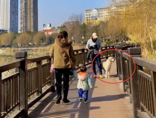 狗狗见到小朋友迎面走来，担心他害怕自己，就乖乖的背过身