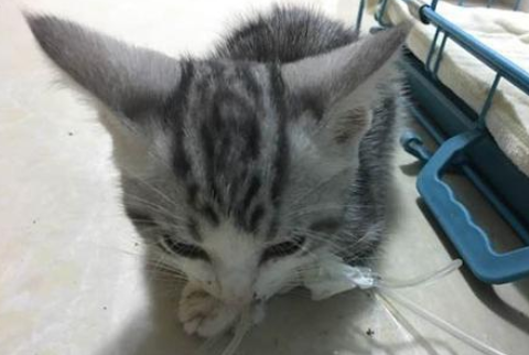 喵星人寄养宠物店 感染猫瘟谁负责？