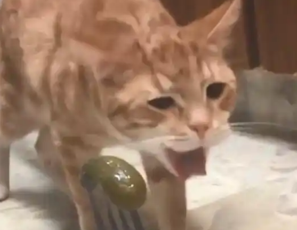 主人让猫咪闻腌黄瓜，不料猫咪直接干呕