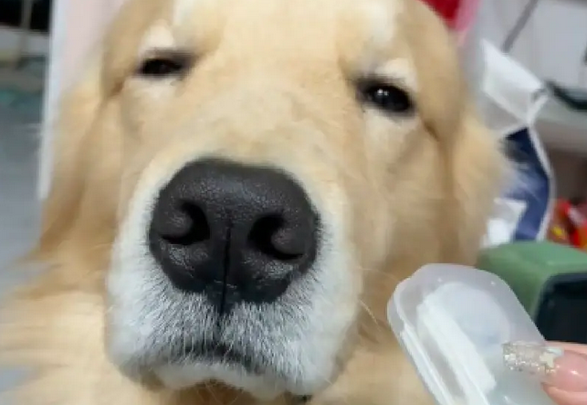主人一质问狗狗谁咬坏的东西，它就开始眯起眼睛装睡！狗：困了！