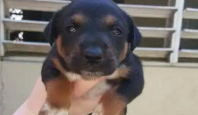 流浪狗一直犬吠，引领人来到树洞，看清里面的东西后令人泪如雨下